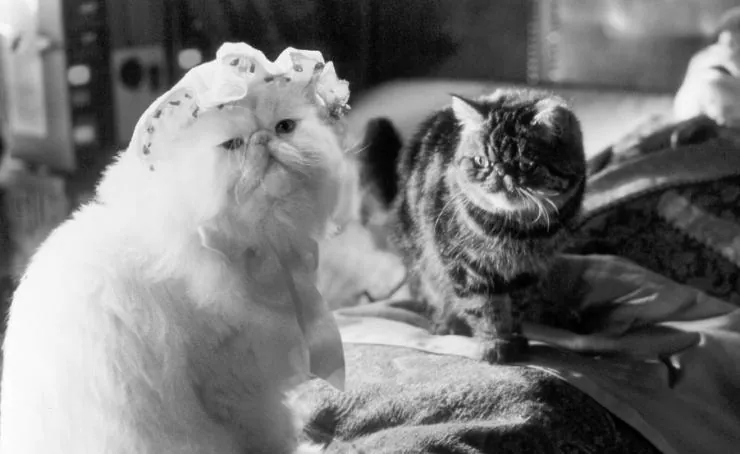 Кошки против собак (2001) в хорошем качестве смотреть онлайн Кошки против собак (2001) фильм в хорошем качестве смотреть онлайн