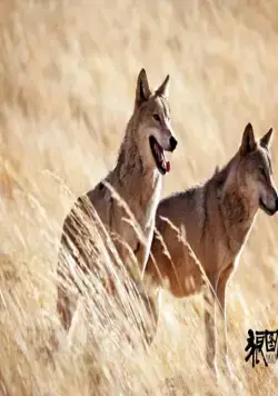 Тотем волка (2015) смотреть онлайн бесплатно Тотем волка (2015) фильм смотреть онлайн бесплатно