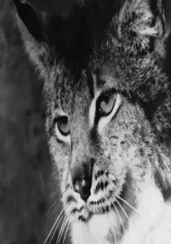 Тропой бескорыстной любви (1971) смотреть онлайн Тропой бескорыстной любви (1971) фильм смотреть онлайн