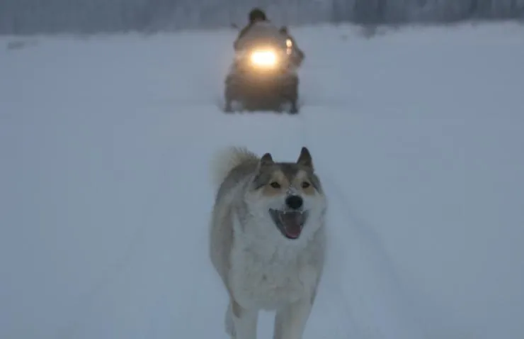 Счастливые люди: Год в тайге (2010) смотреть онлайн бесплатно Счастливые люди: Год в тайге (2010) фильм смотреть онлайн бесплатно