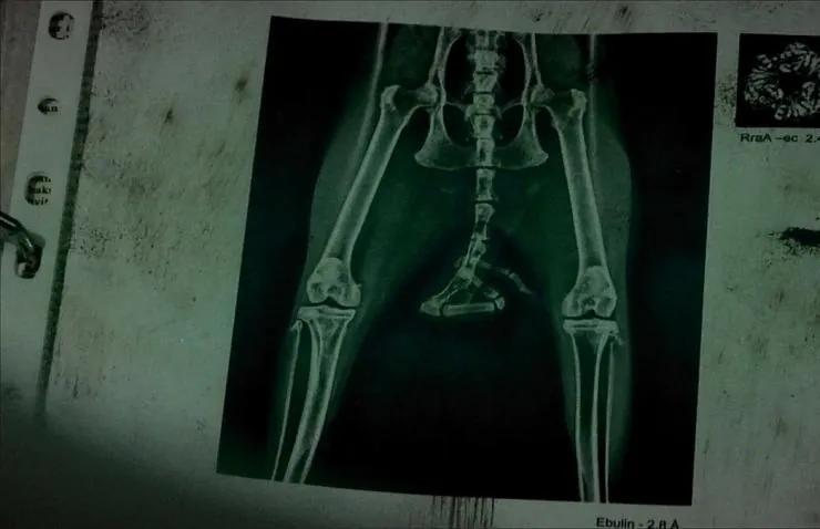 Хвост (2012) смотреть онлайн бесплатно Хвост (2012) фильм смотреть онлайн бесплатно