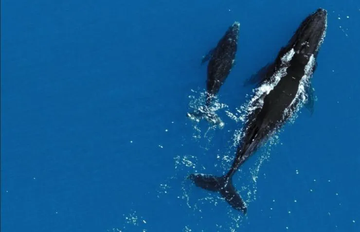 Земля (2007) смотреть онлайн Земля (2007) фильм смотреть онлайн