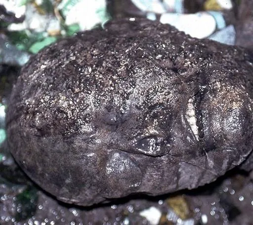 Пила: Игра на выживание (2004) смотреть онлайн бесплатно Пила: Игра на выживание (2004) фильм смотреть онлайн бесплатно