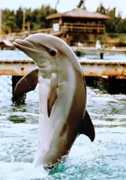 Зевс и Роксана (1997) смотреть онлайн Зевс и Роксана (1997) фильм смотреть онлайн