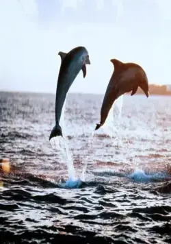 Зевс и Роксана (1997) в хорошем качестве смотреть онлайн Зевс и Роксана (1997) фильм в хорошем качестве смотреть онлайн