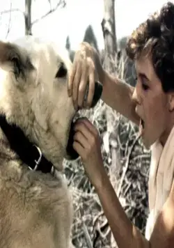 Белая собака (1982) смотреть онлайн бесплатно Белая собака (1982) фильм смотреть онлайн бесплатно