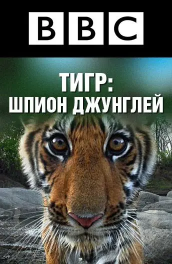 BBC: Тигр – Шпион джунглей / Tiger: Spy in the Jungle (2008) cериал смотреть онлайн BBC: Тигр – Шпион джунглей / Tiger: Spy in the Jungle (2008) cериал смотреть онлайн в хорошем качестве
