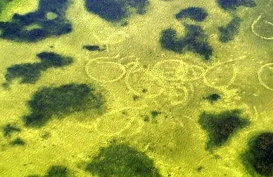 BBC: Жизнь (2009) 1 сезон 1-8,9,10 серия смотреть онлайн бесплатно BBC: Жизнь (2009) сериал 1-8,9,10 серию 1 сезона смотреть онлайн бесплатно