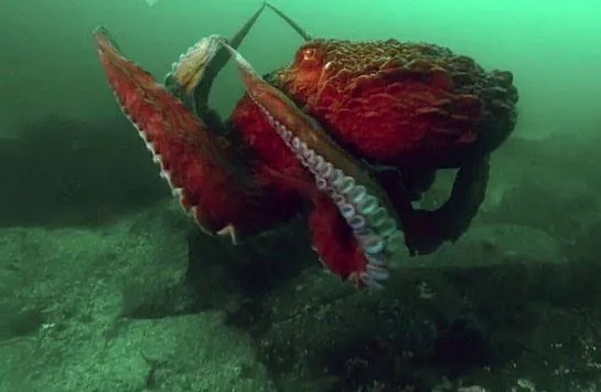 BBC: Жизнь (2009) 1 сезон 1-8,9,10 серия в хорошем качестве смотреть онлайн BBC: Жизнь (2009) сериал 1-8,9,10 серию 1 сезона в хорошем качестве смотреть онлайн