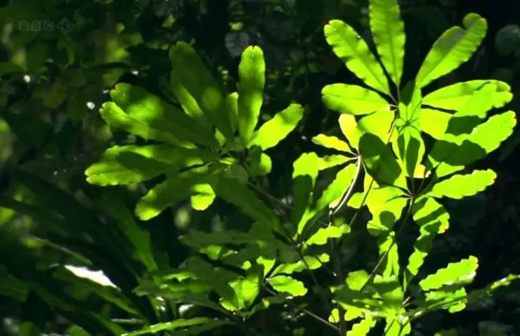 Как вырастить планету (2012) 1 сезон 1-1,2,3 серия в хорошем качестве смотреть онлайн Как вырастить планету (2012) сериал 1-1,2,3 серию 1 сезона в хорошем качестве смотреть онлайн