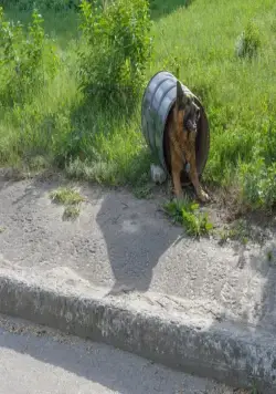 Пес (2015) 1-6 сезон 1-18,19,20 серия смотреть онлайн бесплатно Пес (2015) сериал 1-18,19,20 серию 1-6 сезона смотреть онлайн бесплатно