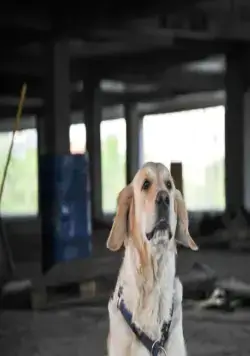 Собачья работа (2012) 1 сезон 1-6,7,8 серия смотреть онлайн Собачья работа (2012) сериал 1-6,7,8 серию 1 сезона смотреть онлайн