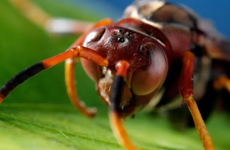 Микромонстры 3D с Дэвидом Аттенборо (2013) смотреть онлайн бесплатно Микромонстры 3D с Дэвидом Аттенборо (2013) сериал смотреть онлайн бесплатно