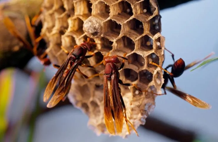 Микромонстры 3D с Дэвидом Аттенборо (2013) в хорошем качестве смотреть онлайн Микромонстры 3D с Дэвидом Аттенборо (2013) сериал в хорошем качестве смотреть онлайн