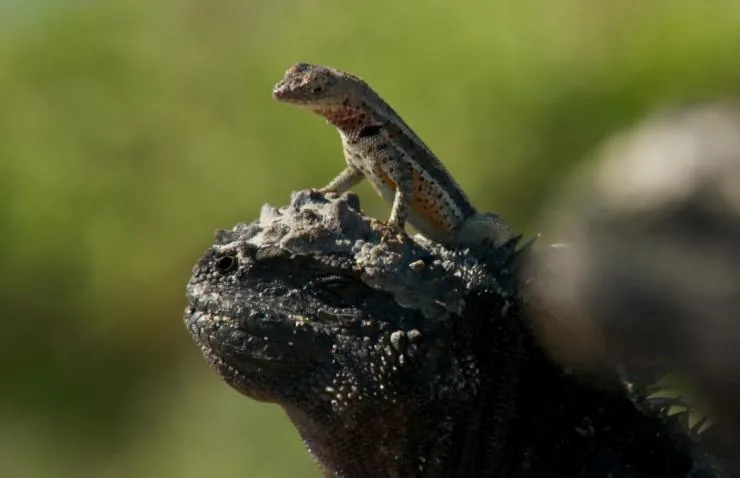 Планета Земля 2 (2016) в хорошем качестве смотреть онлайн Планета Земля 2 (2016) сериал в хорошем качестве смотреть онлайн