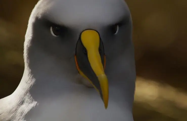 Планета Земля 2 (2016) смотреть онлайн Планета Земля 2 (2016) сериал смотреть онлайн