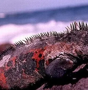 Галапагосы 3D (1999) смотреть онлайн бесплатно Галапагосы 3D (1999) фильм смотреть онлайн бесплатно