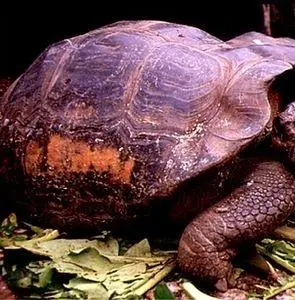 Галапагосы 3D (1999) в хорошем качестве смотреть онлайн Галапагосы 3D (1999) фильм в хорошем качестве смотреть онлайн