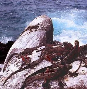 Галапагосы 3D (1999) смотреть онлайн Галапагосы 3D (1999) фильм смотреть онлайн