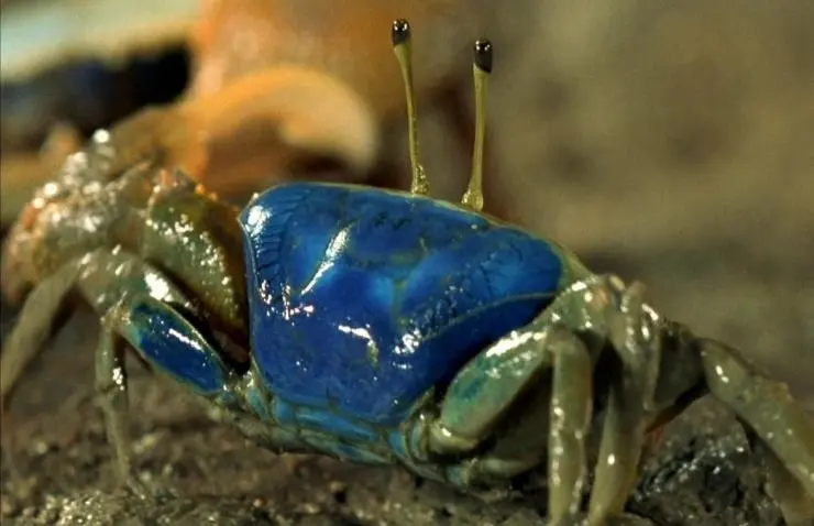 Генезис (2004) смотреть онлайн Генезис (2004) фильм смотреть онлайн