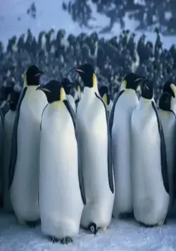 Птицы 2: Путешествие на край света (2004) смотреть онлайн бесплатно Птицы 2: Путешествие на край света (2004) фильм смотреть онлайн бесплатно