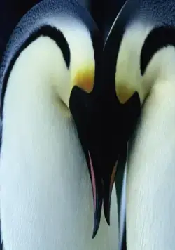 Птицы 2: Путешествие на край света (2004) смотреть онлайн Птицы 2: Путешествие на край света (2004) фильм смотреть онлайн