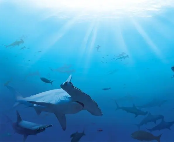 Акулы (2006) в хорошем качестве смотреть онлайн Акулы (2006) фильм в хорошем качестве смотреть онлайн