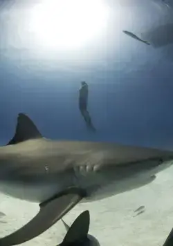 Акулы (2006) смотреть онлайн бесплатно Акулы (2006) фильм смотреть онлайн бесплатно