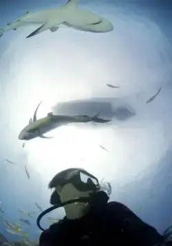 Акулы (2006) смотреть онлайн Акулы (2006) фильм смотреть онлайн