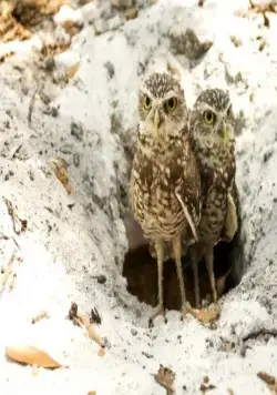 Крик совы (2006) в хорошем качестве смотреть онлайн Крик совы (2006) фильм в хорошем качестве смотреть онлайн