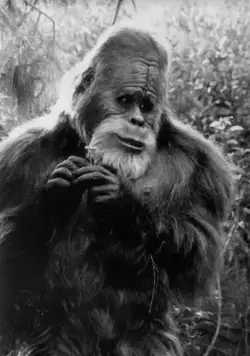 Гарри и Хендерсоны (1987) смотреть онлайн Гарри и Хендерсоны (1987) фильм смотреть онлайн