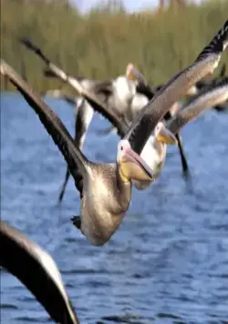 Птицы (2001) смотреть онлайн Птицы (2001) фильм смотреть онлайн