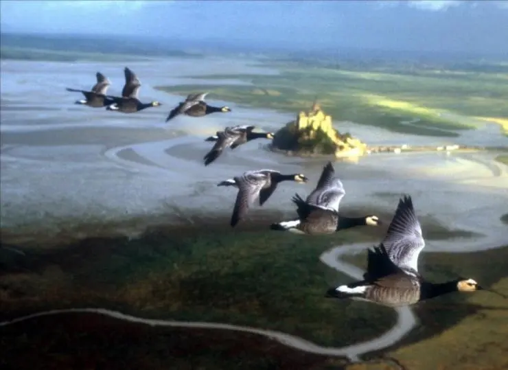 Птицы (2001) смотреть онлайн бесплатно Птицы (2001) фильм смотреть онлайн бесплатно