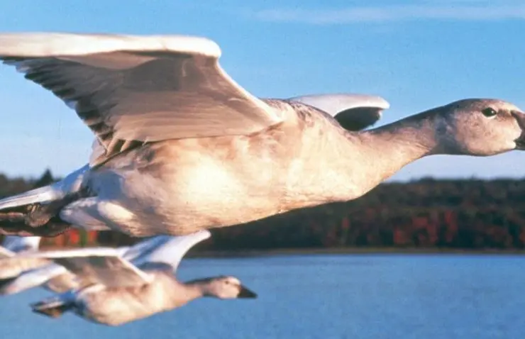 Птицы (2001) в хорошем качестве смотреть онлайн Птицы (2001) фильм в хорошем качестве смотреть онлайн