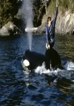 Освободите Вилли 2: Новое приключение (1995) в хорошем качестве смотреть онлайн Освободите Вилли 2: Новое приключение (1995) фильм в хорошем качестве смотреть онлайн