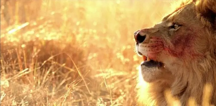 Добыча (2007) смотреть онлайн Добыча (2007) фильм смотреть онлайн