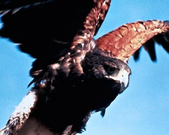 Чайка по имени Джонатан Ливингстон (1973) смотреть онлайн Чайка по имени Джонатан Ливингстон (1973) фильм смотреть онлайн