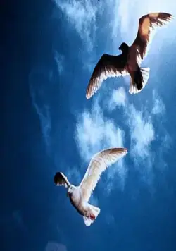 Чайка по имени Джонатан Ливингстон (1973) смотреть онлайн бесплатно Чайка по имени Джонатан Ливингстон (1973) фильм смотреть онлайн бесплатно