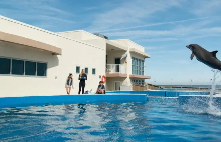 Дельфин Берни (2018) смотреть онлайн Дельфин Берни (2018) фильм смотреть онлайн