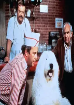 Лохматый прокурор (1976) в хорошем качестве смотреть онлайн Лохматый прокурор (1976) фильм в хорошем качестве смотреть онлайн