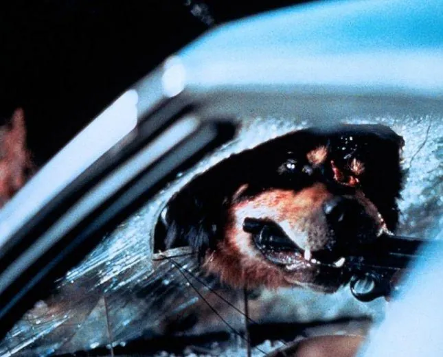 Лучший друг человека (1993) в хорошем качестве смотреть онлайн Лучший друг человека (1993) фильм в хорошем качестве смотреть онлайн