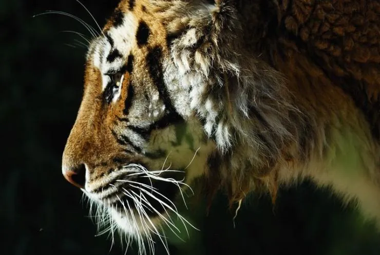 Спасти тигра (2019) смотреть онлайн Спасти тигра (2019) фильм смотреть онлайн