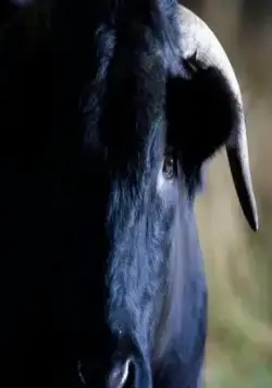 Кролик и бык (2009) в хорошем качестве смотреть онлайн Кролик и бык (2009) фильм в хорошем качестве смотреть онлайн