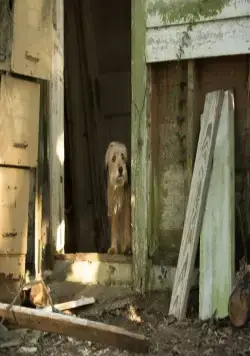 Бенджи (2018) смотреть онлайн Бенджи (2018) фильм смотреть онлайн