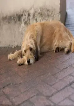 Бенджи (2018) смотреть онлайн бесплатно Бенджи (2018) фильм смотреть онлайн бесплатно