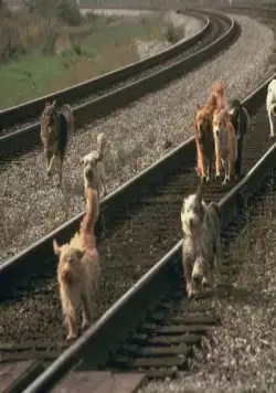 Бинго (1991) смотреть онлайн Бинго (1991) фильм смотреть онлайн