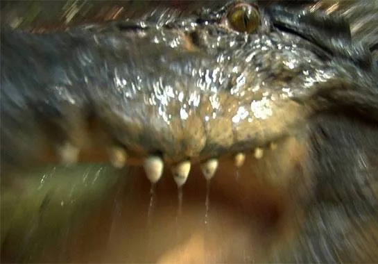 Хищные воды (2007) смотреть онлайн бесплатно Хищные воды (2007) фильм смотреть онлайн бесплатно