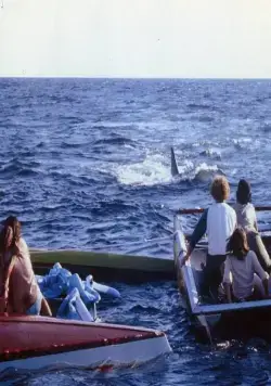 Челюсти 2 (1978) в хорошем качестве смотреть онлайн Челюсти 2 (1978) фильм в хорошем качестве смотреть онлайн