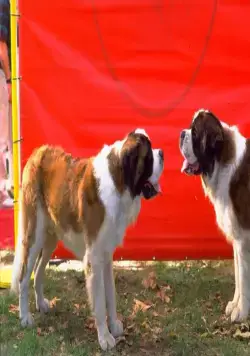 Бетховен 4 (2001) смотреть онлайн Бетховен 4 (2001) фильм смотреть онлайн