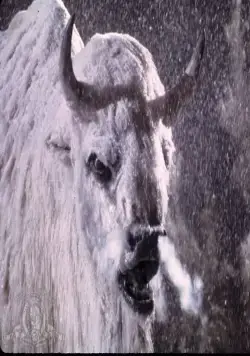 Белый бизон (1977) смотреть онлайн Белый бизон (1977) фильм смотреть онлайн